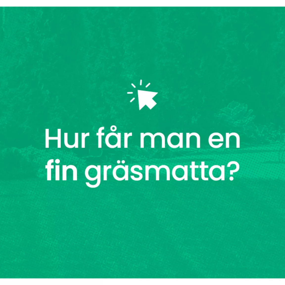 Hur far man en fin grasmatta