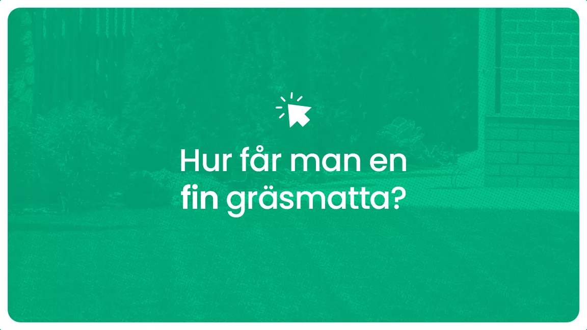 Hur far man en fin grasmatta